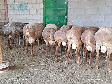 Продаю | Баран (самец) | Для разведения | Племенные at lalafo.kg Продаю | Баран (самец) | Для разведения | Племенные