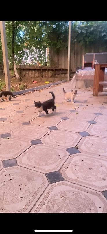 животные кошки: Котята домашние, разные окрасы - Возраст: примерно 2 месяца - Окрасы — 3