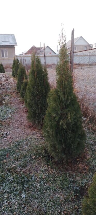 семена тритикале: Саженцы деревьев: Туи — 4