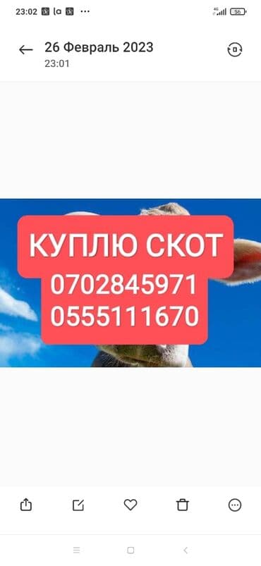продаю дойную корову: Куплю | Коровы, быки, Лошади, кони, Другие с/х животные | Круглосуточно, Любое состояние, Забитый — 1