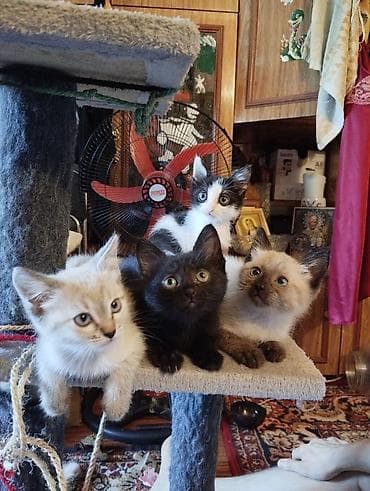 вин кот: Отдаем котят в добрые руки — 1