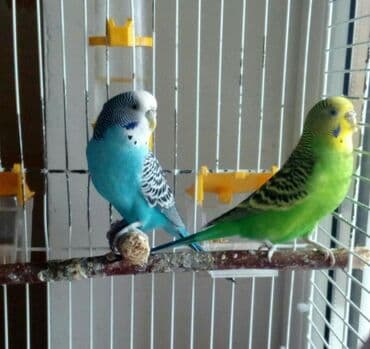 трафареты для рисования животных: Попугайчики волнистые хорошо учатся говорить и приручаются к рукам — 4