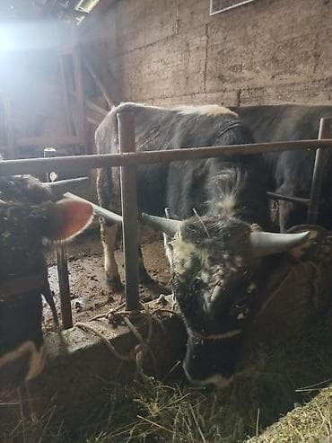 продам ягнят: Продаю | Бык (самец) | На откорм | Привязанные — 6