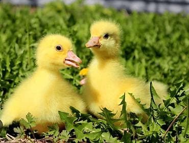 манчкин кот бишкек: Продаю гусят Линда — 1