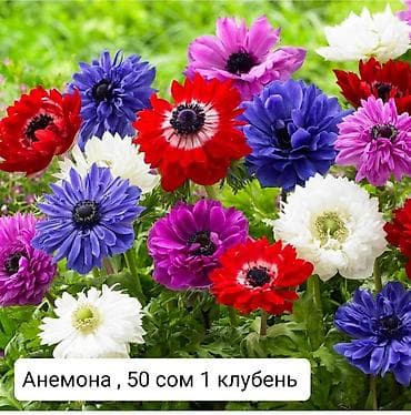 анеме: Ранункулюсы и анемоны — клубни для посадки. - Ранункулюс (азиатский — 3