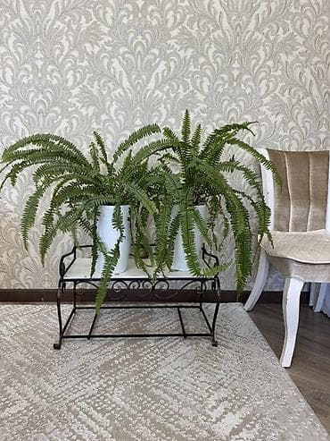 цветы комнотные: Комнатные растения в горшках Варианты из коллекции: - Фикус эластика — 2