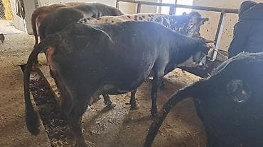 Айыл-чарба жаныбарлары: Сатам | Уй (ургаачы) | Көбөйтүү үчүн, Сүт алуу үчүн — 2