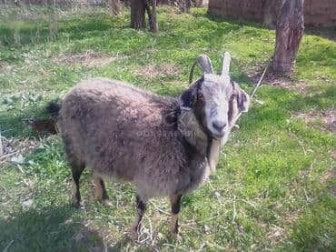 срочно продаю в связи с переездом: 65 соток, Для бизнеса — 3