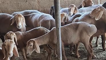 кой кана: Продаю | Овца (самка), Ягненок | Арашан | Для разведения | Котные, Матка, Ярка — 5