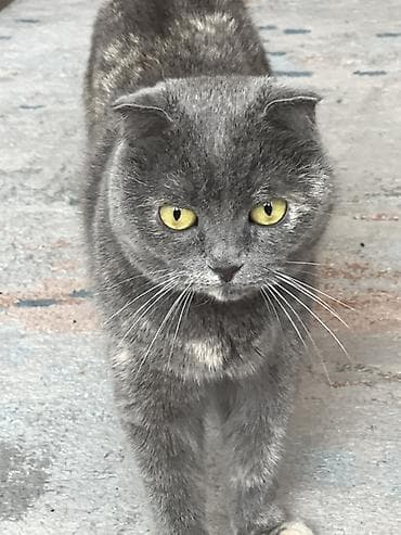 Шотландская вислоухая кошка (Scottish Fold) - Окрас: дымчато-серый с