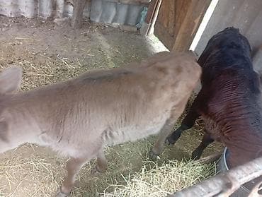 брама белый: Продаю | Музоо, торпок | Ангус, Швицкая | На откорм | Искусственник — 6