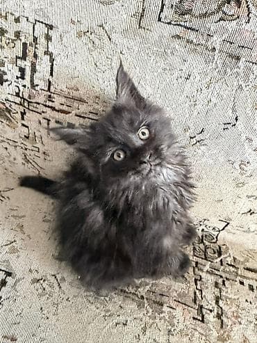 продажа кормов для сельскохозяйственных животных: Котята породы мейн-кун. 1девочка и 3мальчика. 2месяца. К лотку — 7