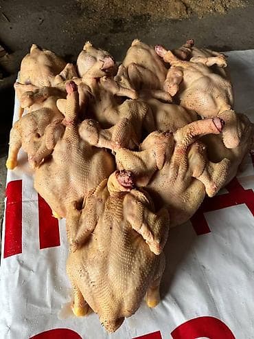 Домашние тушки бройлеров ощипанные и выпотрошенные. 300 Сомов за кг -