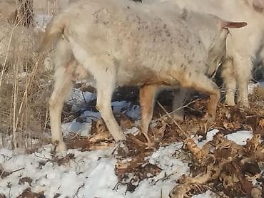 Рыба: Продаю | Коза (самка) | Для разведения — 6