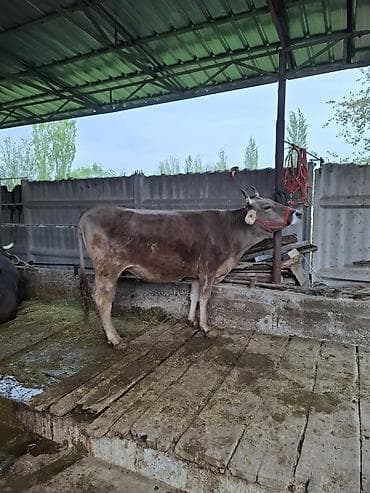 бычки швиц: Продаю | Корова (самка) | Швицкая | Для молока — 2