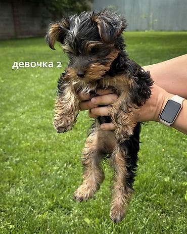 собака бишкек: Продаются щенки йоркширского терьера Мальчик и две девочки Дата — 7