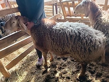 алабай купить: Продаю | Овца (самка) | Эдильбаевская | Для разведения | Племенные — 8