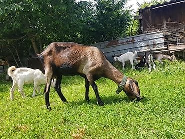 дойный коза: Продаю | Коза (самка), Козлёнок | Нубийская — 5