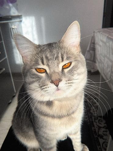Үй жаныбарлары: 🐱 Шотландский кот ищет добрый дом Продаётся ласковая и игривая — 2