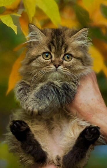 домик для кошки с когтеточкой: Скотиш Фолд (Шотландиялык шалпаң кулак), 2 айлык, Эркек, Кызыл, Лотокко барууга үйрөтүлгөн — 1