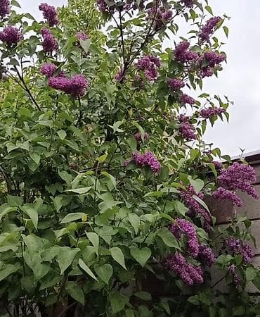 продаю кой: Королевский сирень — 1