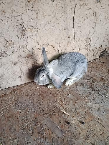 египетская кошка 2021 оригинал: Кролик серо-агутиевого окраса (крупный тип, длинные уши). Плотная — 3