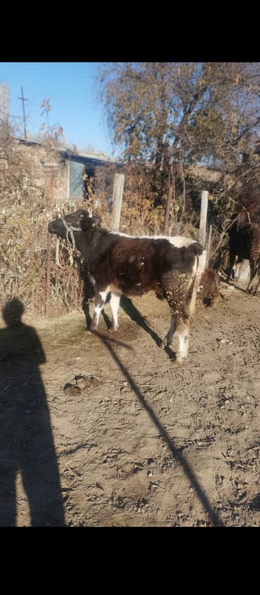 биогумус элек: Сатам | Кунаажын | Көбөйтүү үчүн — 1