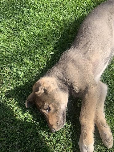 тайган щенок: Лайка, 2 месяца, Самец — 2