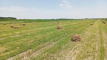 принимаем кукурузу: Сено в тюках (прямоугольные небольшие кипы) с полевого укоса. - — 4