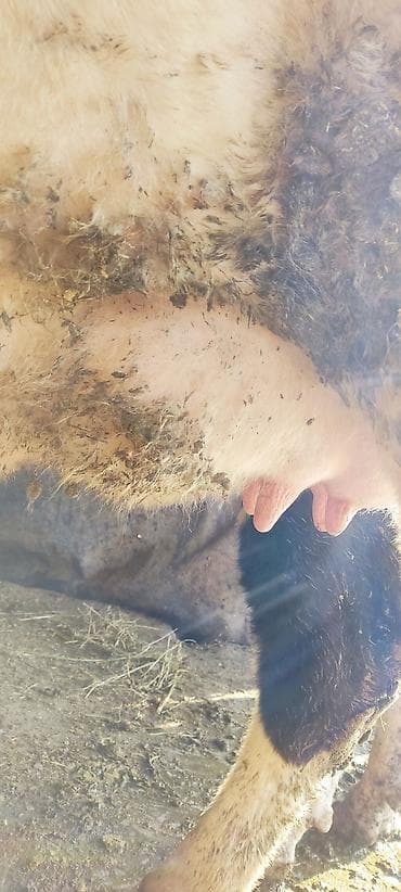 быков: Продаю | Корова (самка) | Для молока — 2