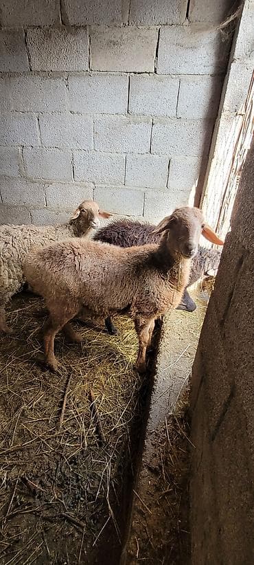 стрижка для овец: Продаю | Ягненок | Для разведения — 4