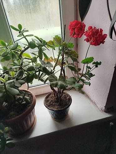 каучуконосный фикус: Комнатные растения в горшках 1) Дерево счастья (толстянка, Crassula — 2