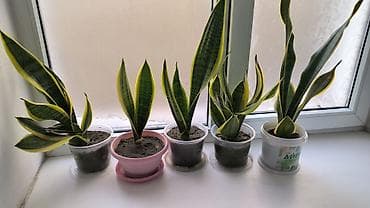 Продам сансевиеры по 350 сом