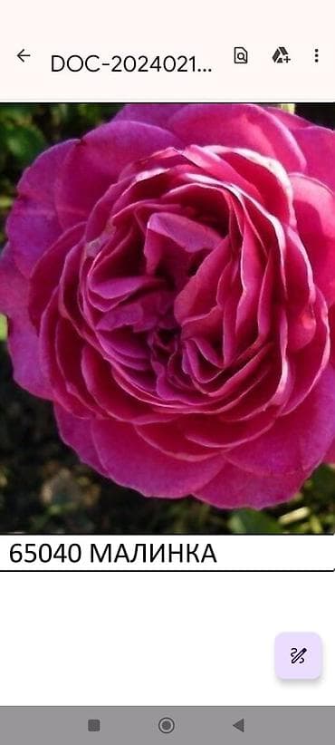 Садовая мебель: Корни роз — 7