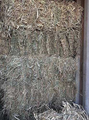 услуги кинолога: Й укос беде плотный большой тяжелый — 4