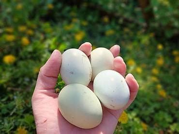 куры таджон: Продаю | Цыплята | Для разведения — 7