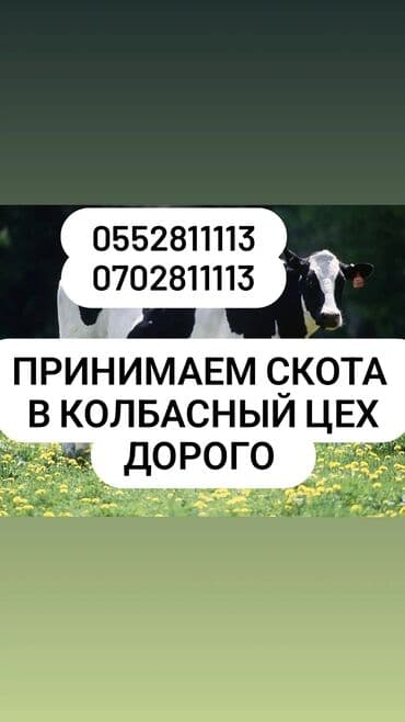 продажа домашних животных: Куплю | Коровы, быки | Любое состояние, На забой, на мясо, Круглосуточно — 1