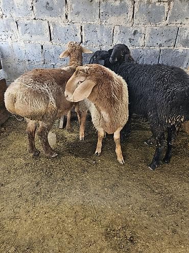 Продаю | Овца (самка) | Для разведения | Матка at lalafo.kg Продаю | Овца (самка) | Для разведения | Матка