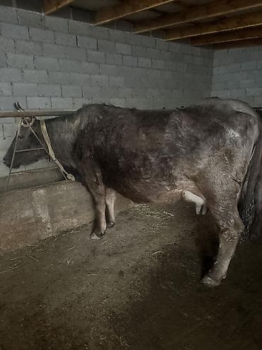 Собаки: Продаю | Корова (самка) | Монбельярд | Для молока | Стельные — 1