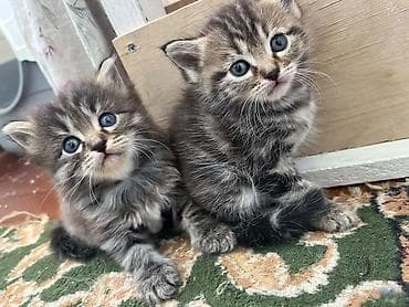 кошачий мята: Кошка даром: Беспородная, 3 месяца, Девочка, Приучена к лотку — 2