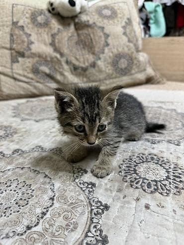 Кошка даром: Беспородная, 1 месяц, Девочка, Приучена к лотку, Проглистована — 3