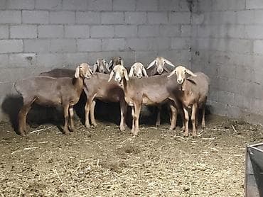 Продаю | Овца (самка) | Гиссарская | Для разведения | Матка at lalafo.kg Продаю | Овца (самка) | Гиссарская | Для разведения | Матка