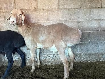 бычок бычки: Продаю | Овца (самка) | Арашан | Для разведения | Матка — 8