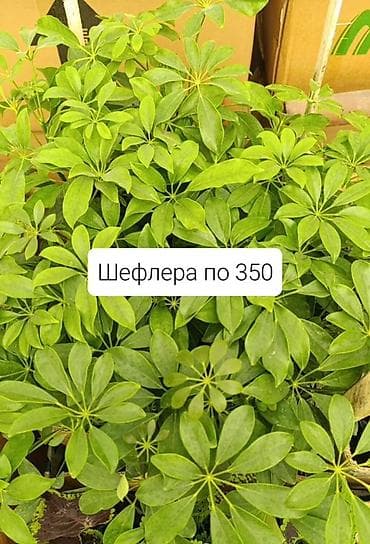солнычный свет: Комнатные растения в горшках: - Шефлера — по 350. Компактные кустики — 4