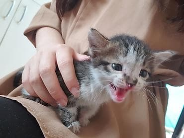 чёрные котята: Отдаю котёнка бесплатно, не привитый. - Порода: беспородный. - — 1