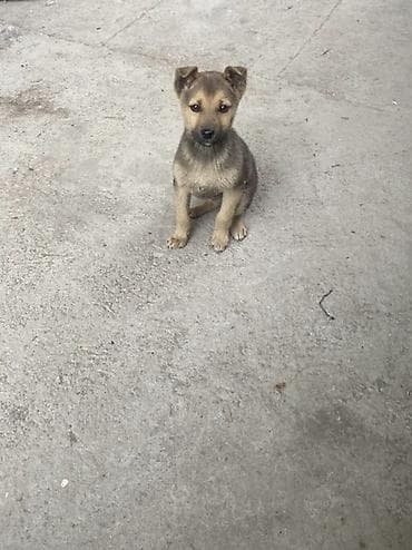 щенок стаффа: Щенки смешанных пород Домашние - Возраст примерно 2 месяца (по фото — 1