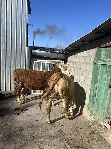 Грызуны: Продаю | Бык (самец) | Симментальская | На откорм | Привязанные — 2