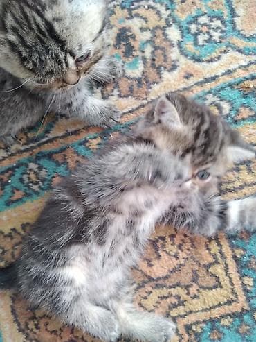 Животные: Шотландские котята. 1,5 месяца. 2з девочки, мальчик на брони — 7