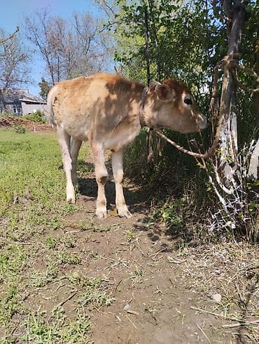 лошади породистые: Продаю | Тёлка | Полукровка, Швицкая | На откорм | Привязанные — 5