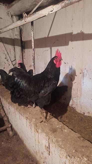 Продаю | Инкубационные яйца